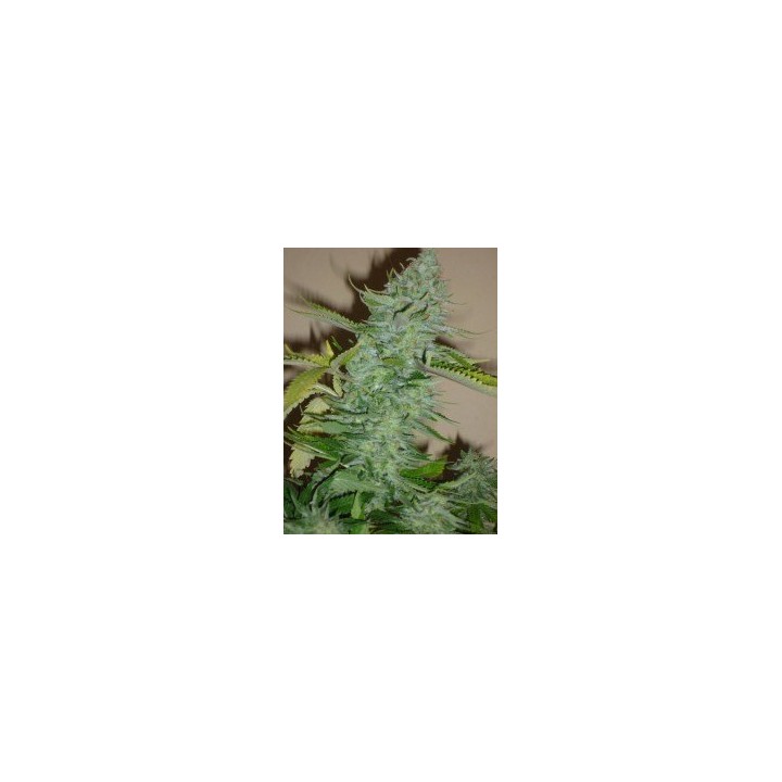 Skunk Afghani Feminizada de Original Sensible