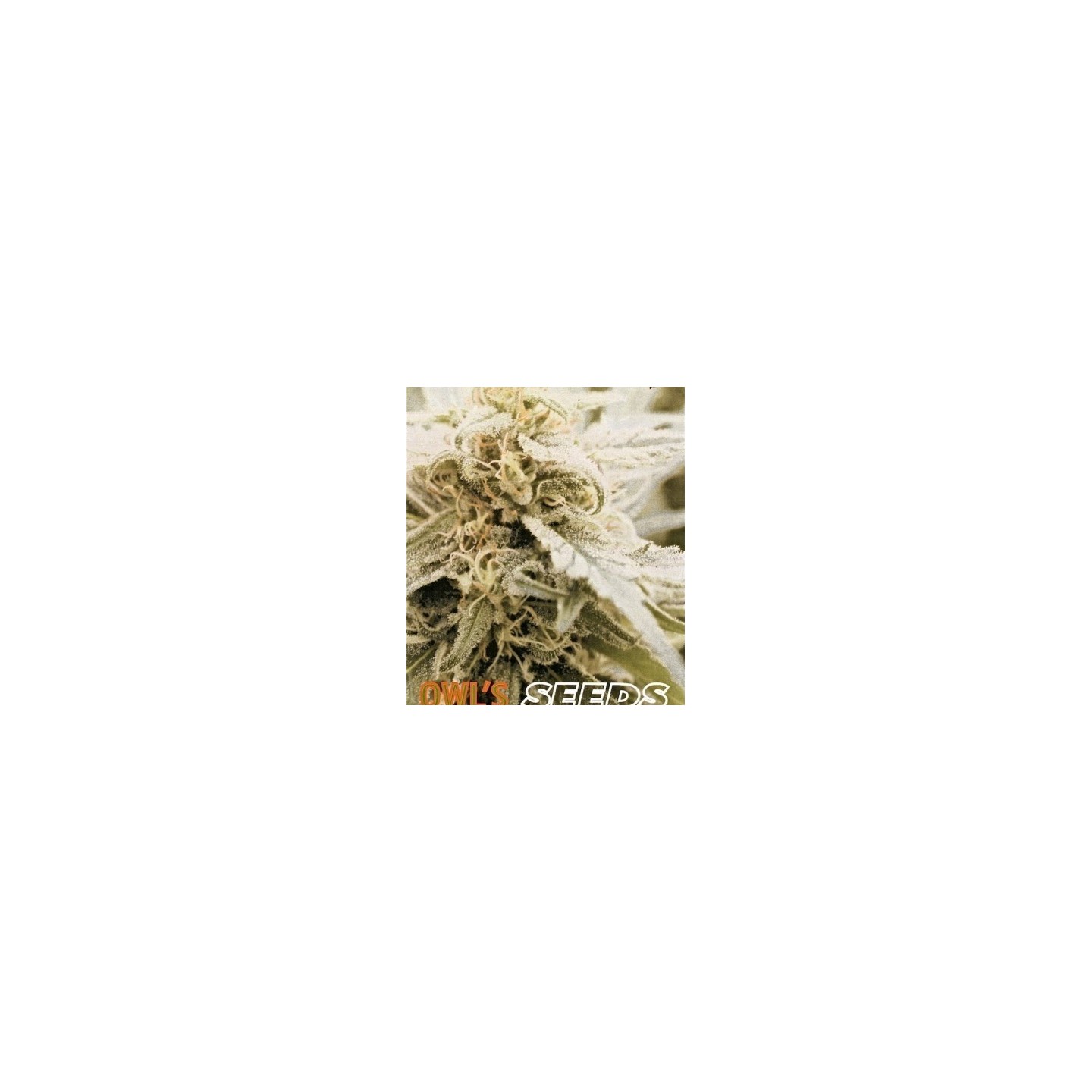 Skyflight Regular de Owl's Productions Seeds