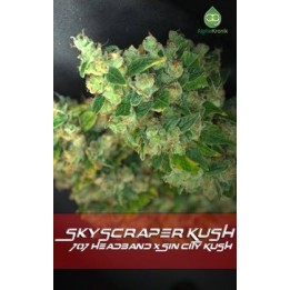 Skyscraper Kush Regular de 
