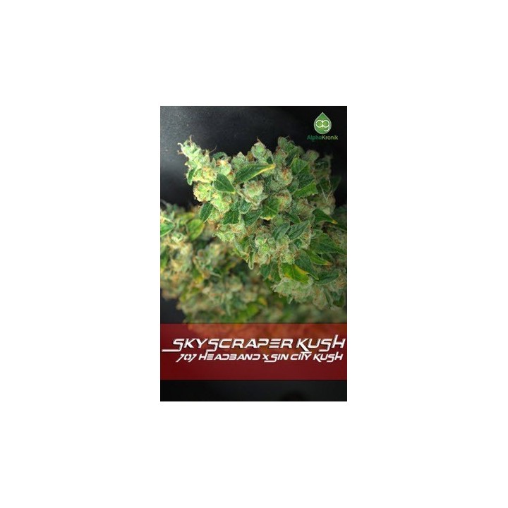 Skyscraper Kush Regular de 