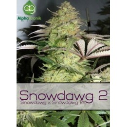 Snowdawg 2 Regular de 