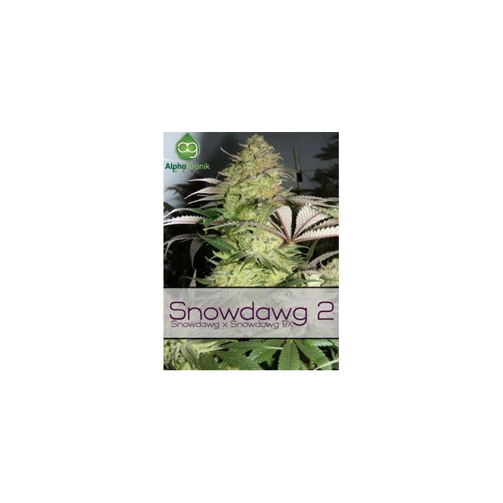 Snowdawg 2 Regular de 