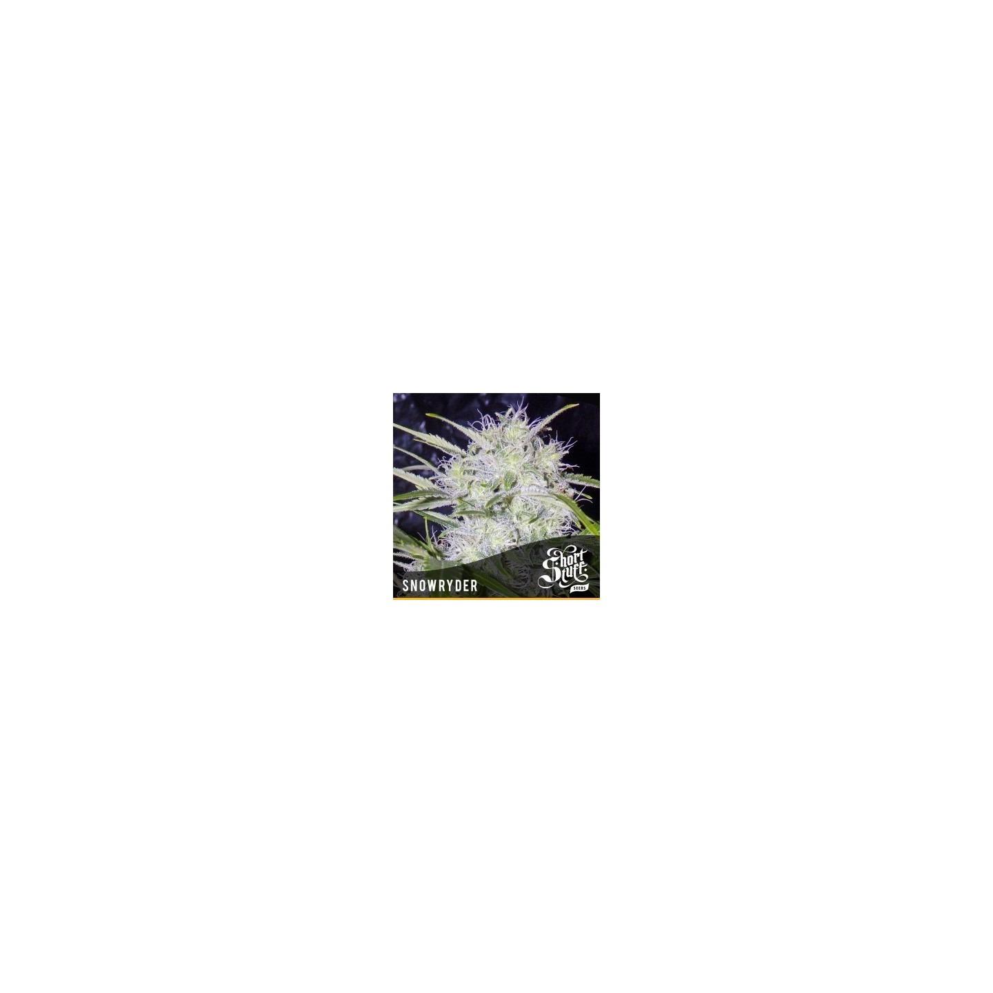 Snowryder Autofloreciente Feminizada de Short Stuff Seeds