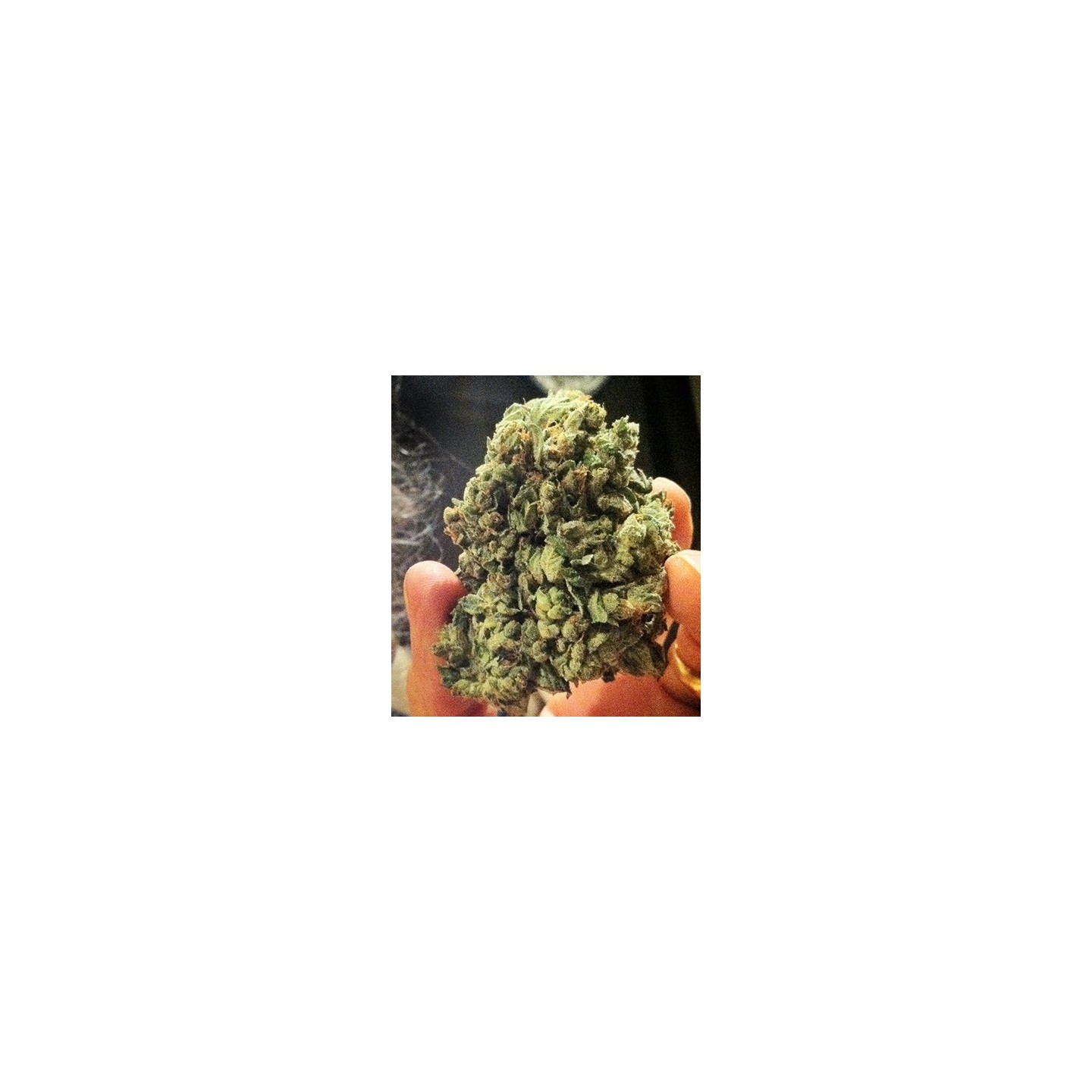 So G Kush Feminizada de Soma Seeds