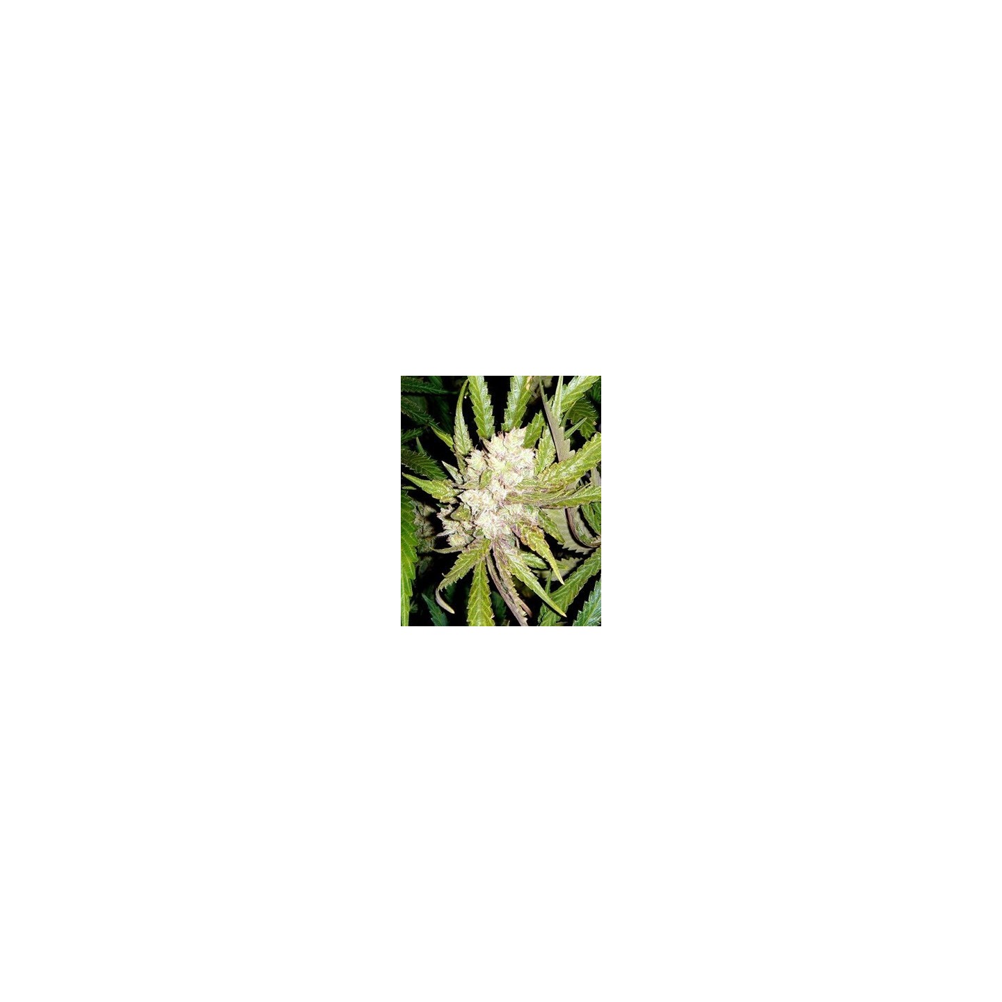 Sogouda Feminizada de Soma Seeds