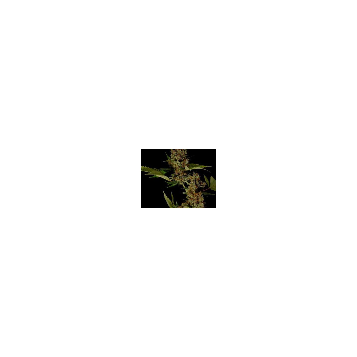 Soma Salad Feminizada de Soma Seeds