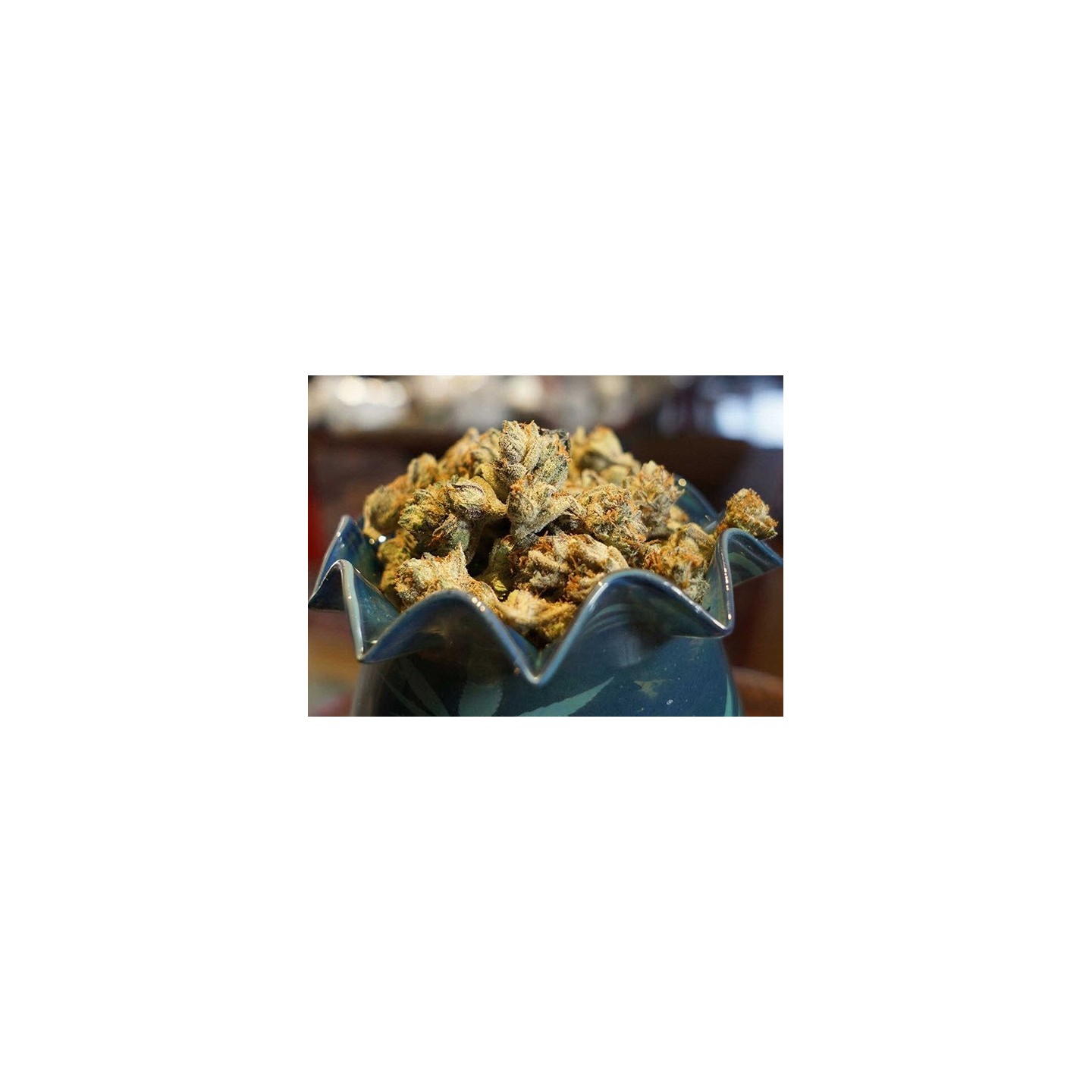 Somalicious Feminizada de Soma Seeds
