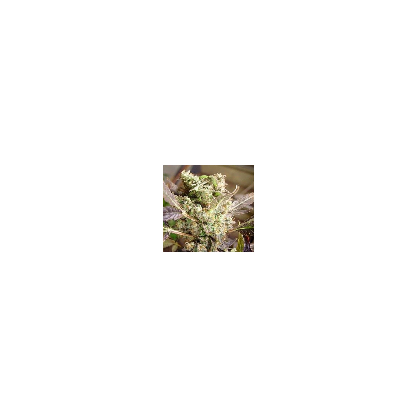 Somango Feminizada de Soma Seeds