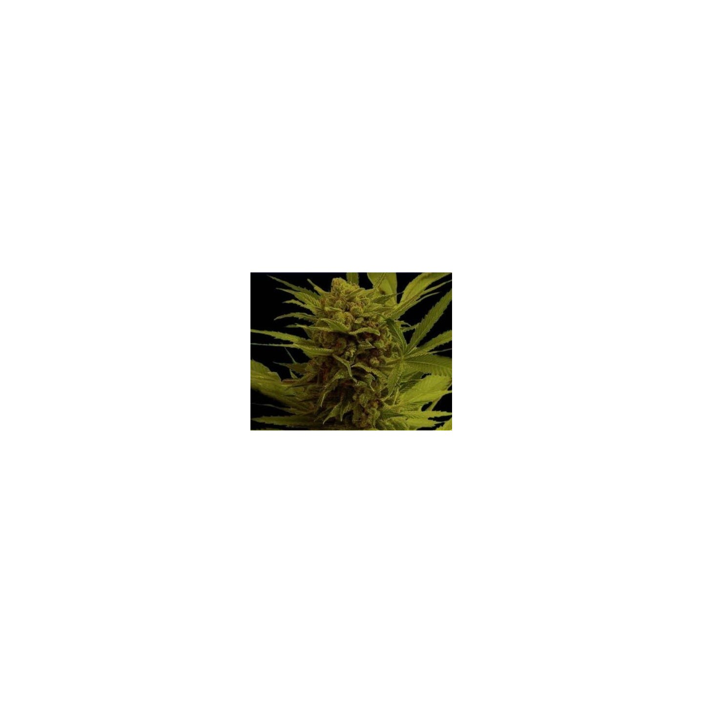 Somanna Regular de Soma Seeds