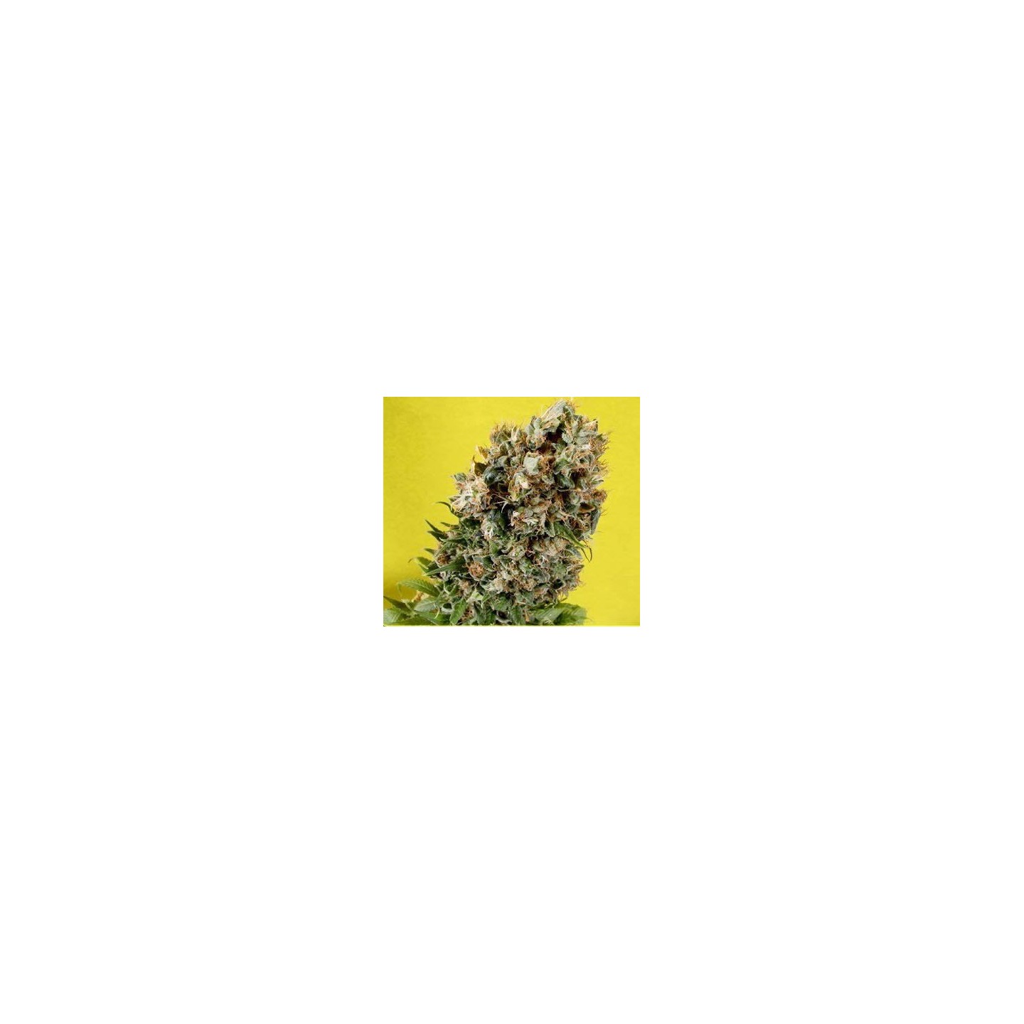 Somativa Regular de Soma Seeds