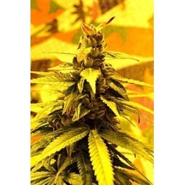 Southern Lights Regular de 