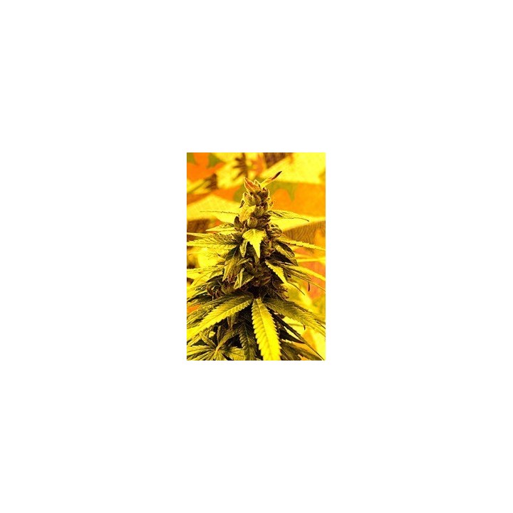 Southern Lights Regular de 