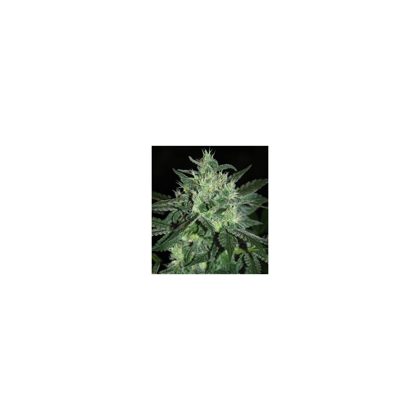 Spicy White Devil Feminizada de Samsara