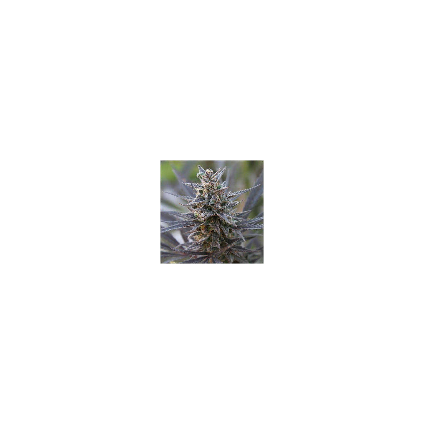 Spontanica Regular de K.C. Brains