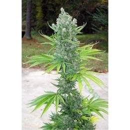Sssdh X Jack Karma Regular de 