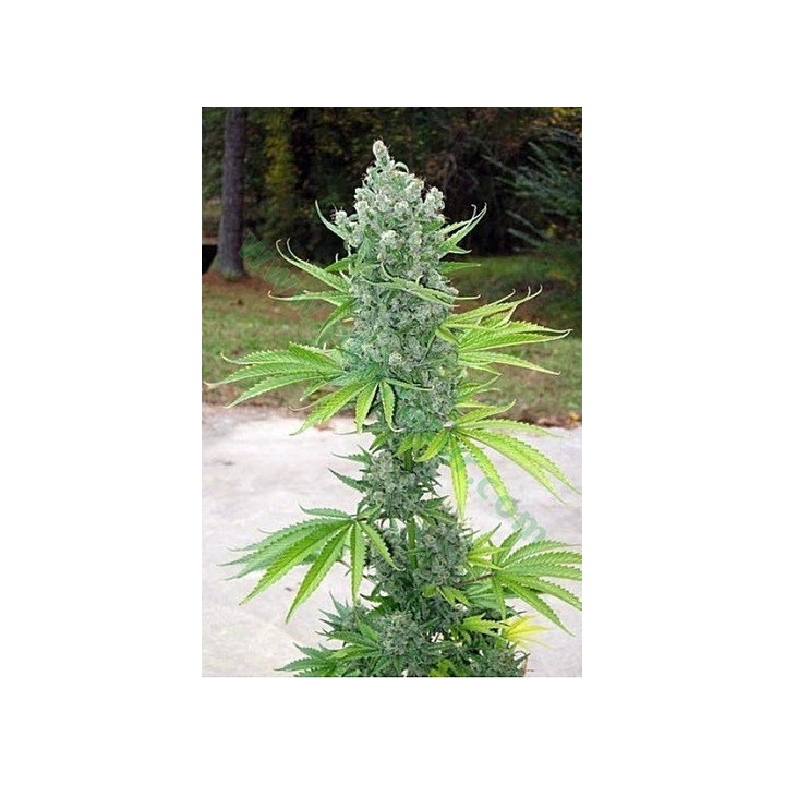 Sssdh X Jack Karma Regular de 
