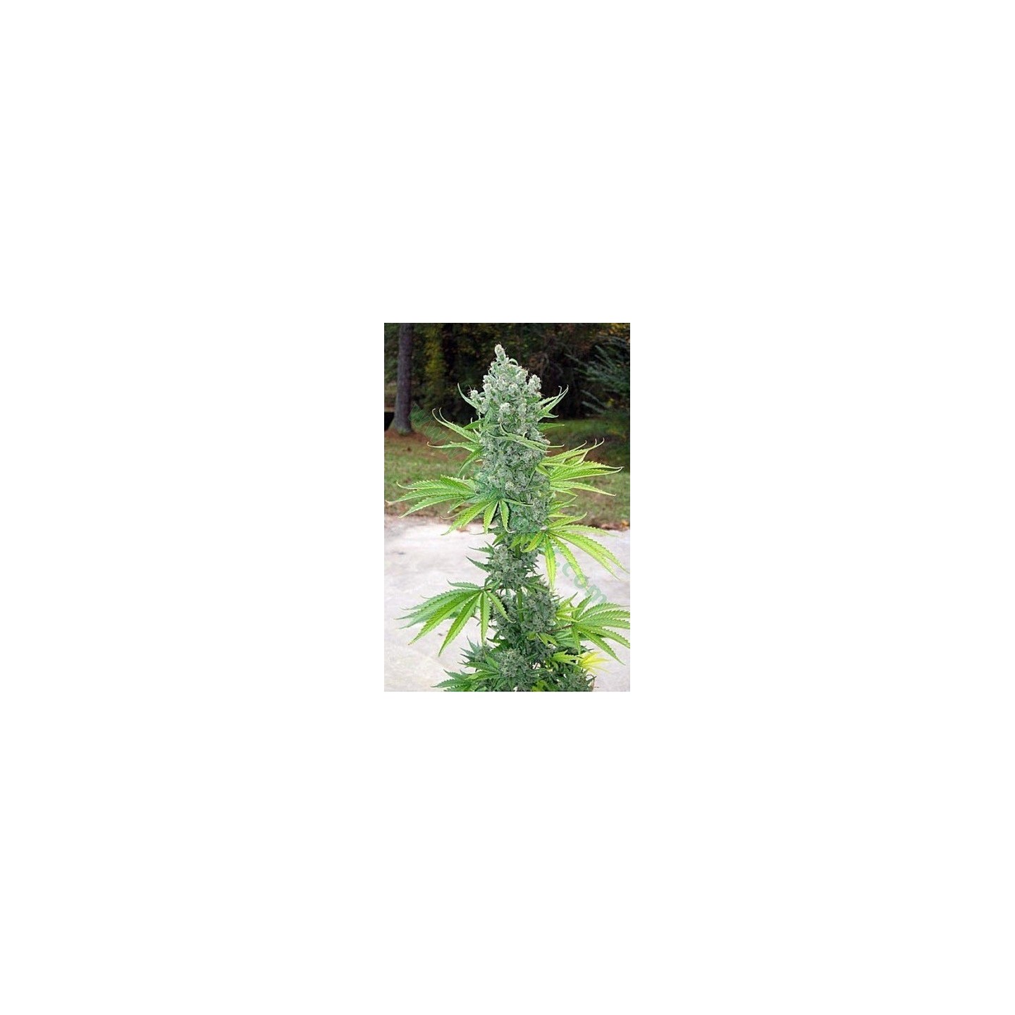 Sssdh X Jack Karma Regular de 