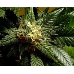 Stargazer Regular de 