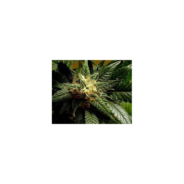 Stargazer Regular de 