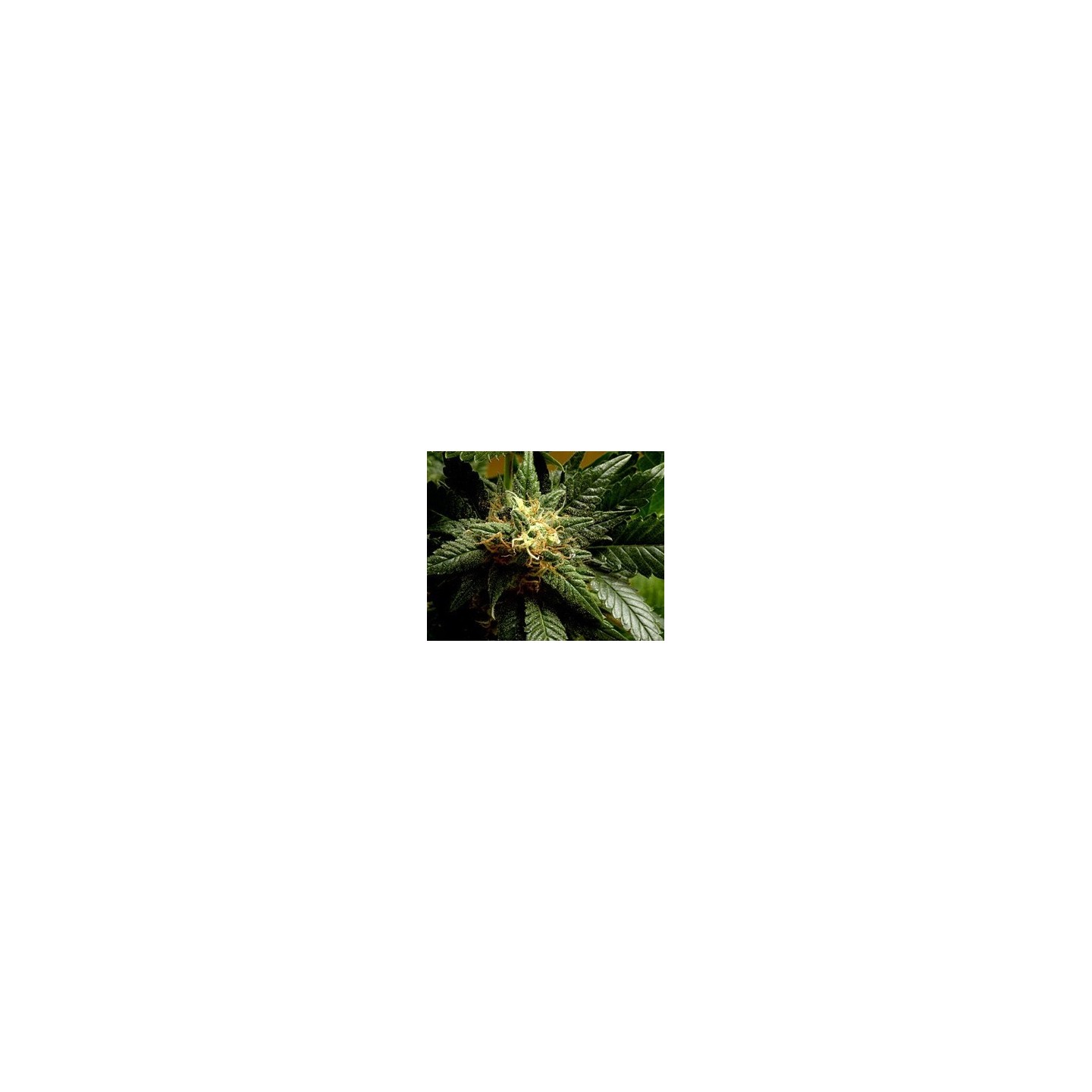 Stargazer Regular de 