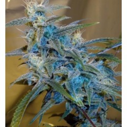 Sugarloaf Feminizada de Cannabiogen Seeds