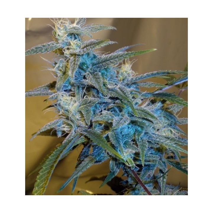 Sugarloaf Feminizada de Cannabiogen Seeds