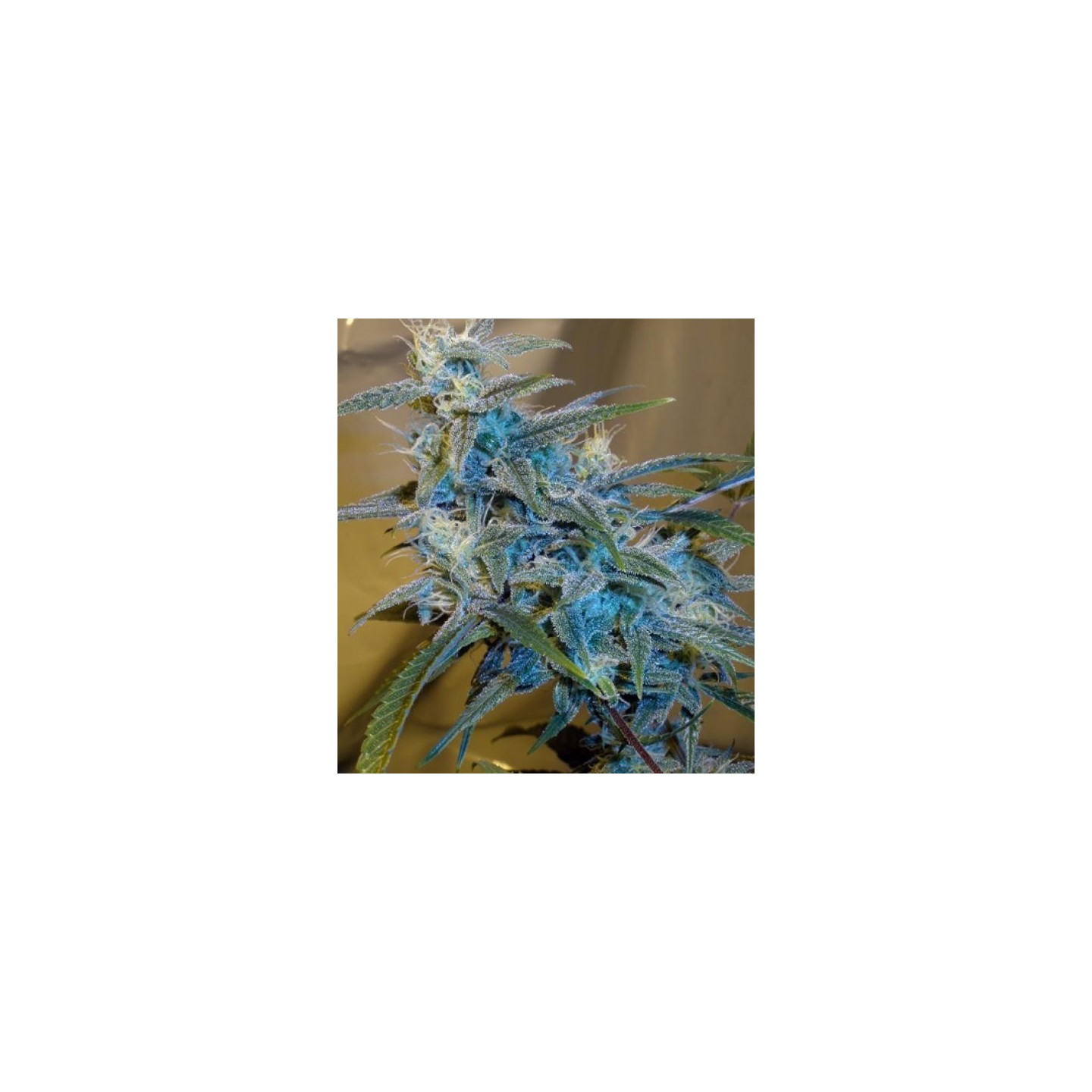 Sugarloaf Feminizada de Cannabiogen Seeds