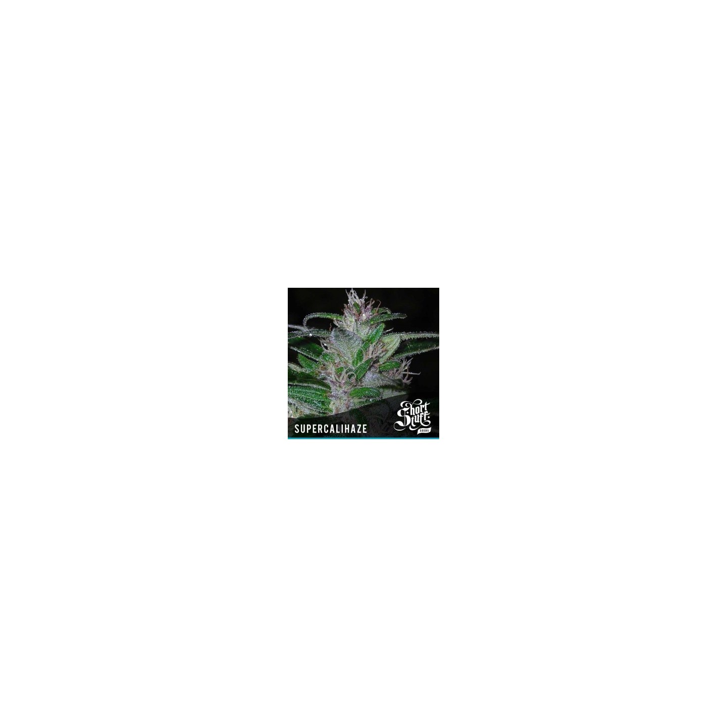 Super Cali Haze Autofloreciente Feminizada de Short Stuff Seeds