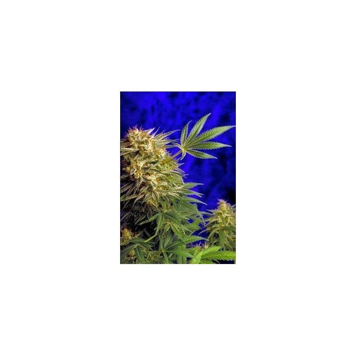 Super Star Regular de 