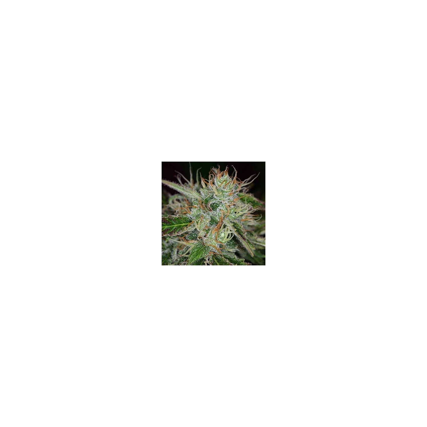 Sweet Dreams Regular de K.C. Brains
