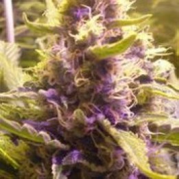 Sweet Kush Feminizada de Original Sensible