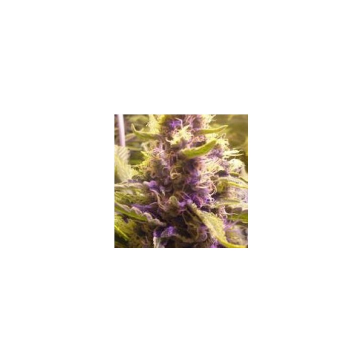 Sweet Kush Feminizada de Original Sensible