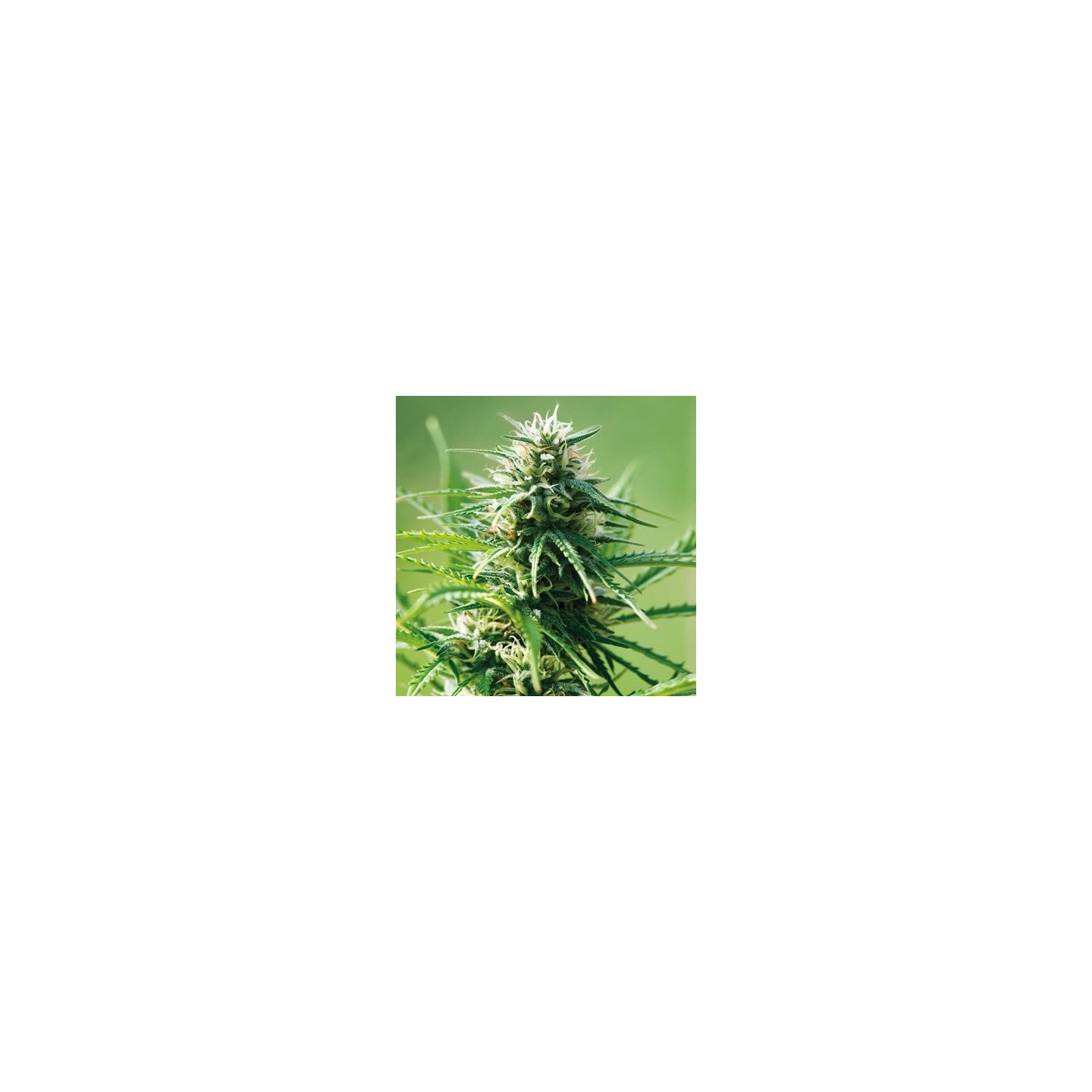 Sweet Tooth Feminizada de Barney's Farm