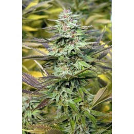 THC Pro Feminizada de 