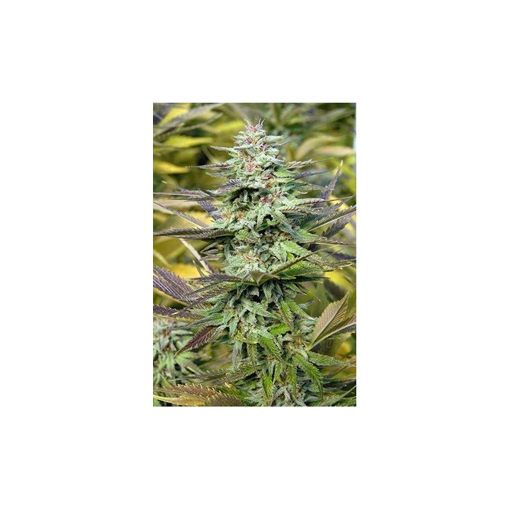 THC Pro Feminizada de 