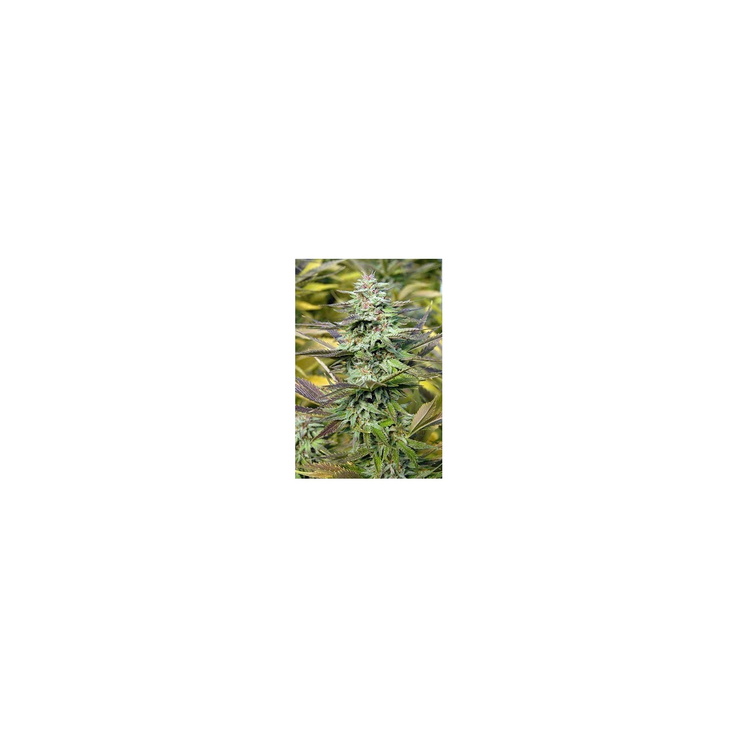 THC Pro Feminizada de 