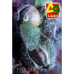The Merkabah Regular de 