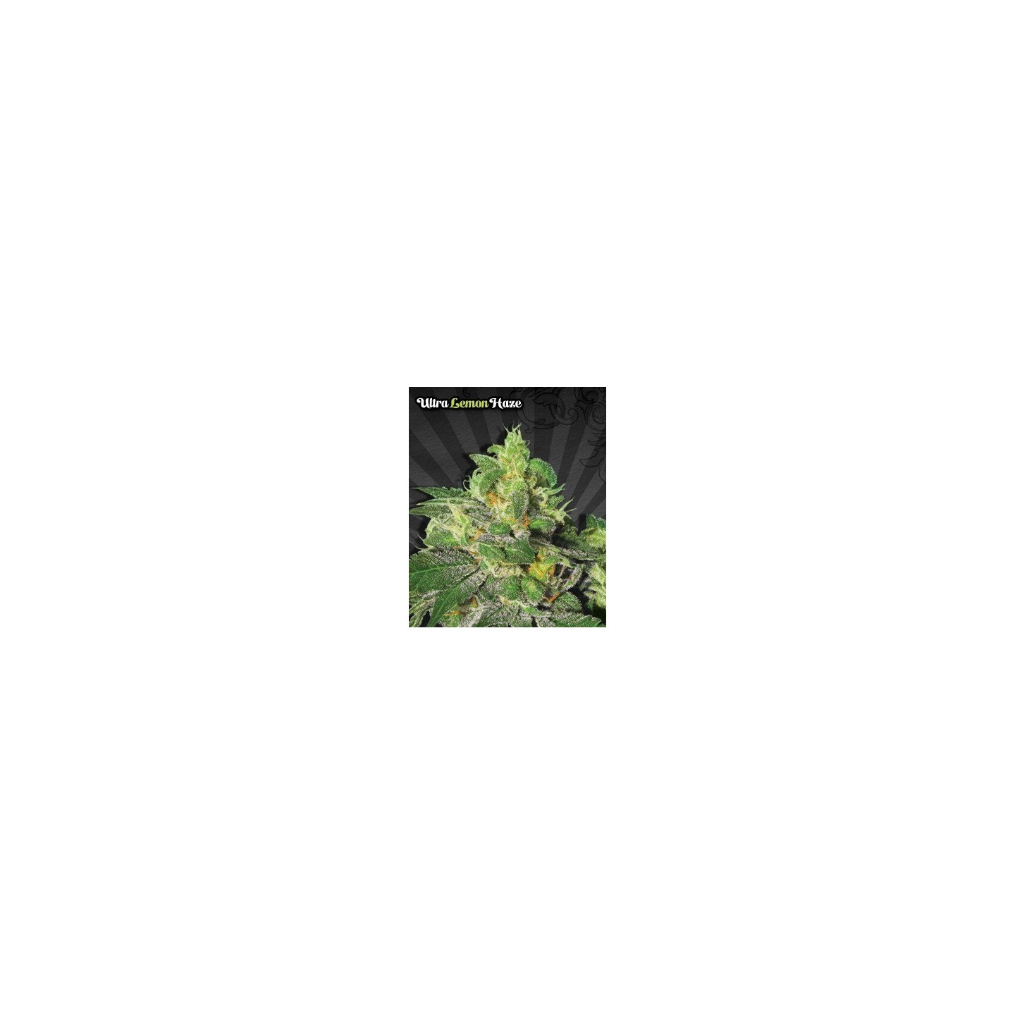 Ultra Lemon Haze Autofloreciente Feminizada de Auto Seeds