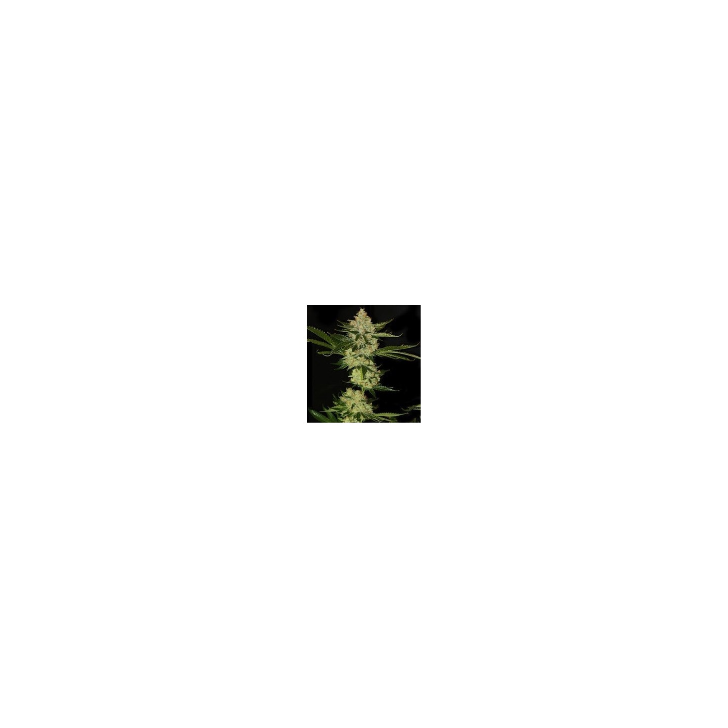 Underdawg Og Feminizada de T.H. Seeds