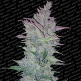 Vertigo Feminizada de Paradise Seeds
