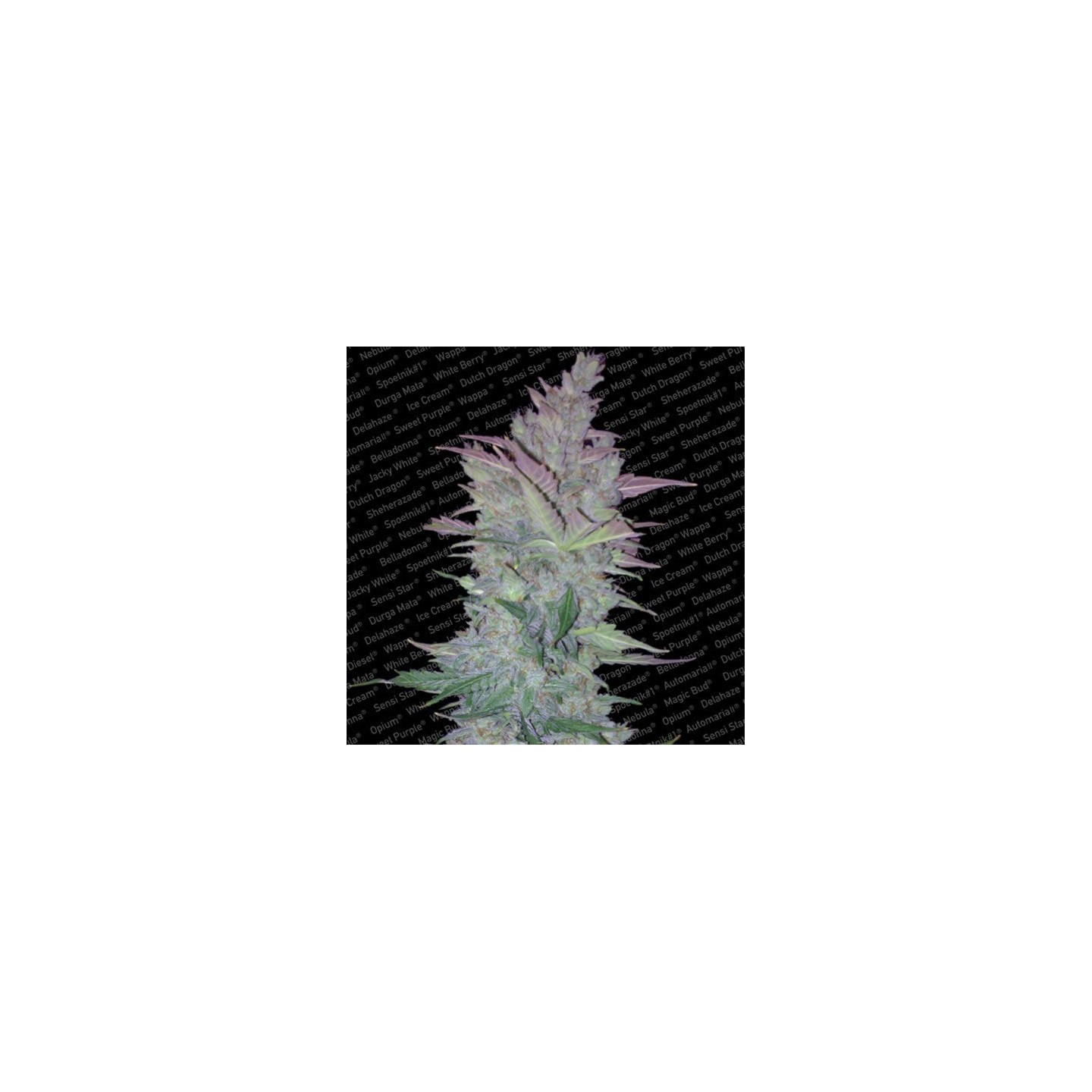 Vertigo Feminizada de Paradise Seeds