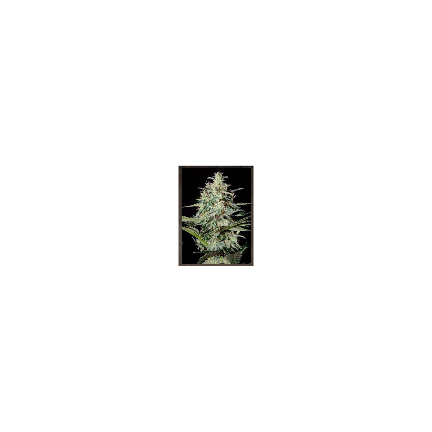 White Lemon Feminizada de Strainhunters