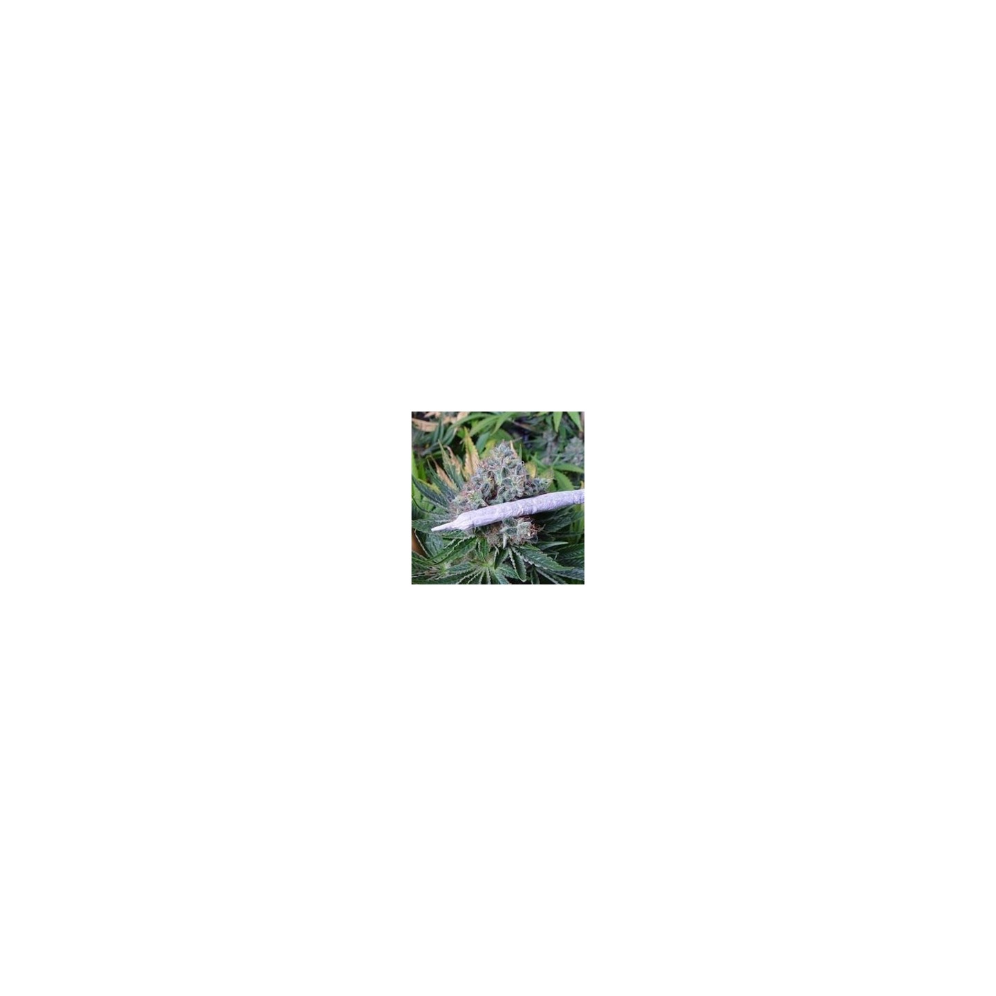 White Light Regular de Soma Seeds