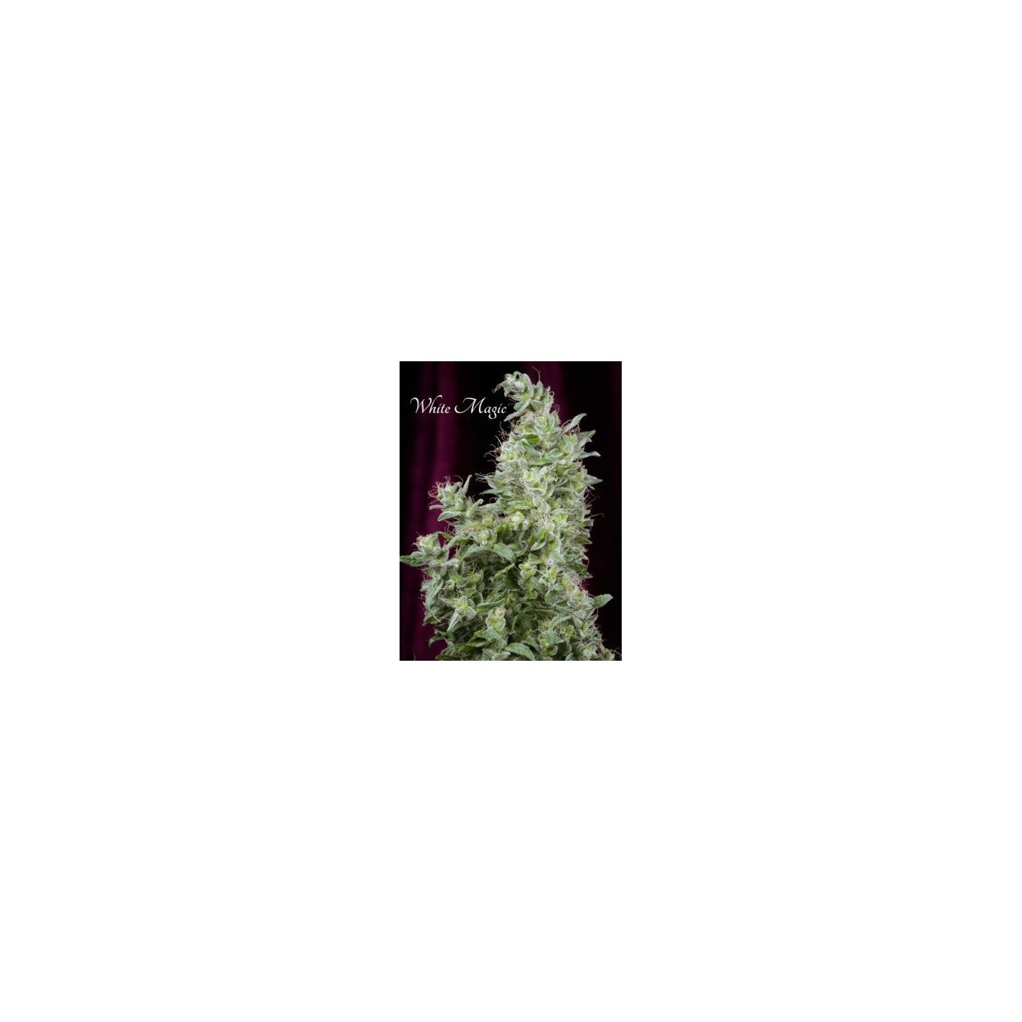 White Magic Feminizada de Mandala Seeds