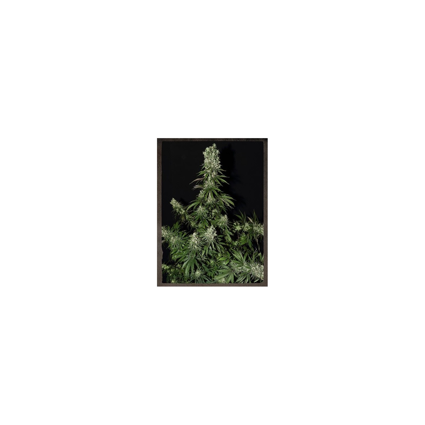 White Strawberry Skunk Feminizada de Strainhunters