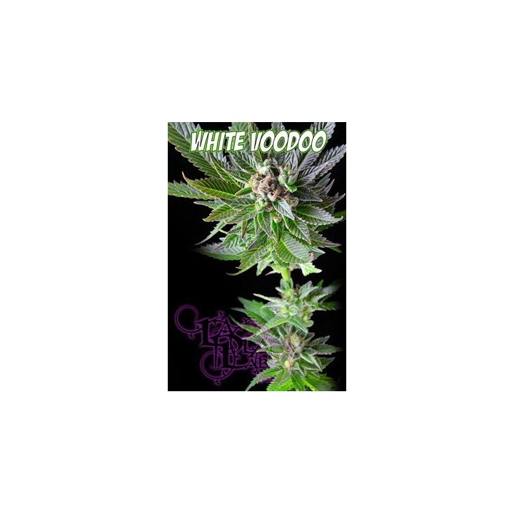White Voodoo Regular de 