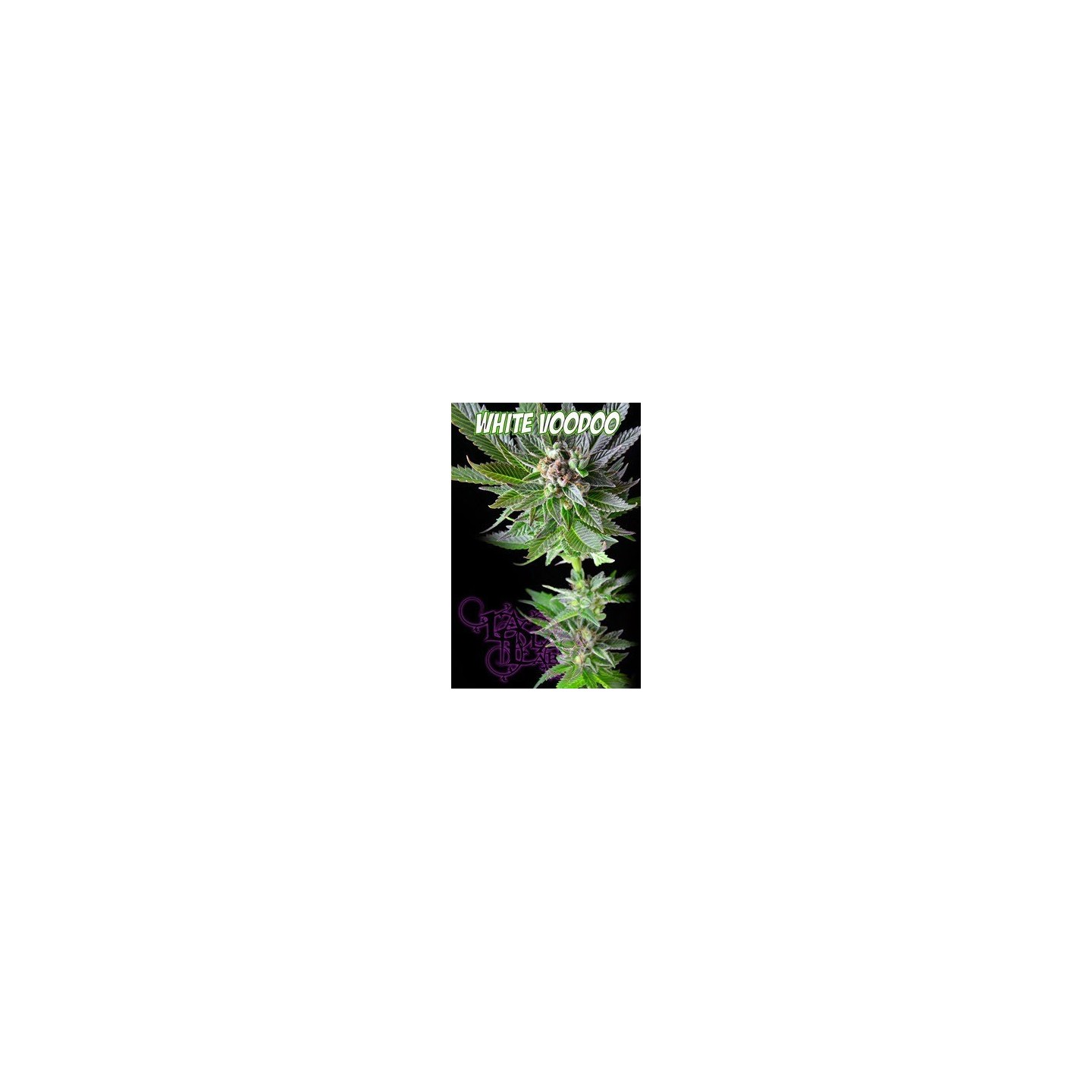 White Voodoo Regular de 