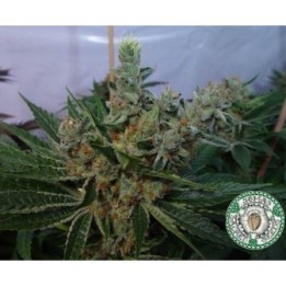 White Willow Regular de Soma Seeds
