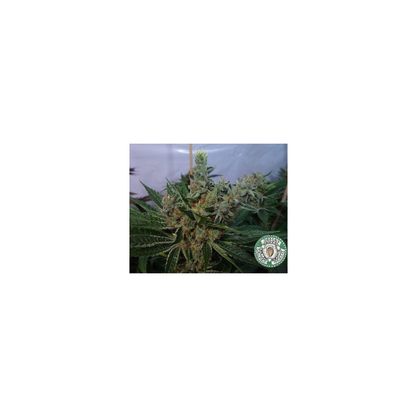 White Willow Regular de Soma Seeds