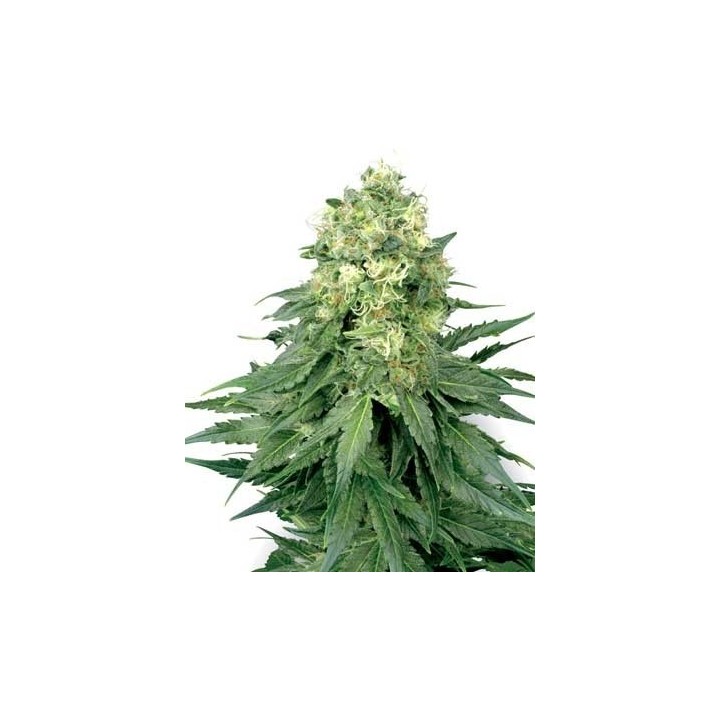 White Widow Feminizada de Medical Seeds